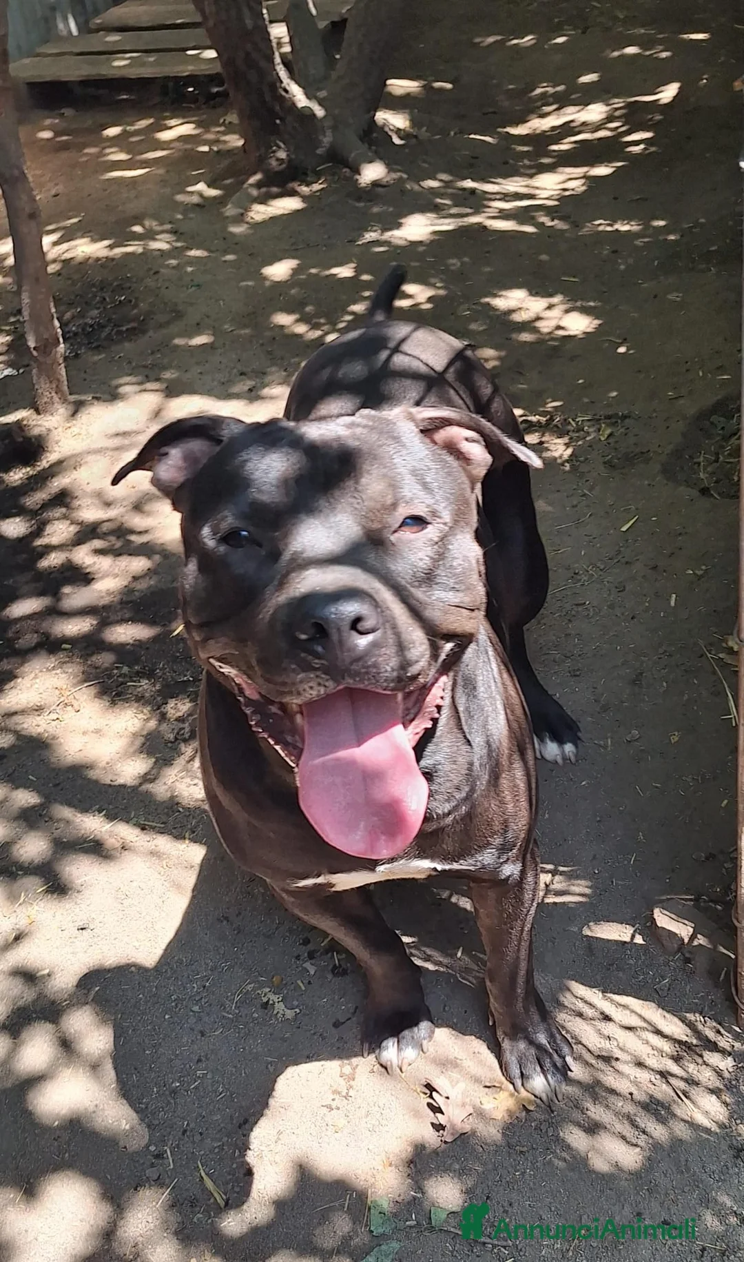 Meticcio cani in regalo: King Staffordshire Bull Terrier  - Annuncio 2