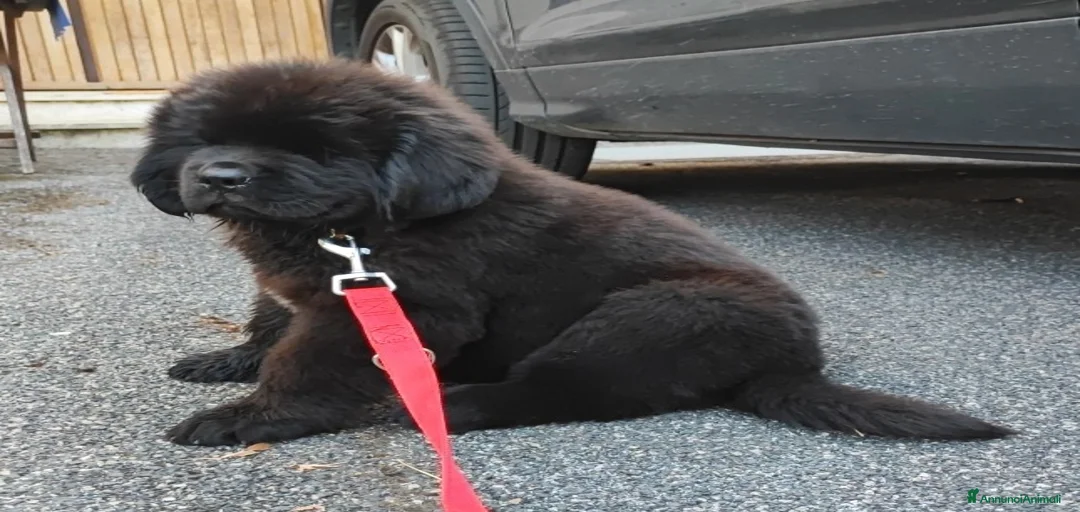 Immagine della galleria {{count}}