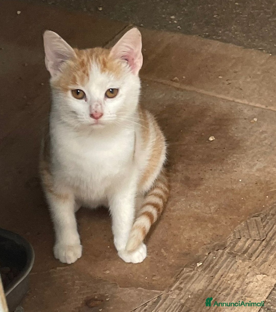 Altre razze gatti in regalo: LA PICCOLA KANGA - Annuncio 2