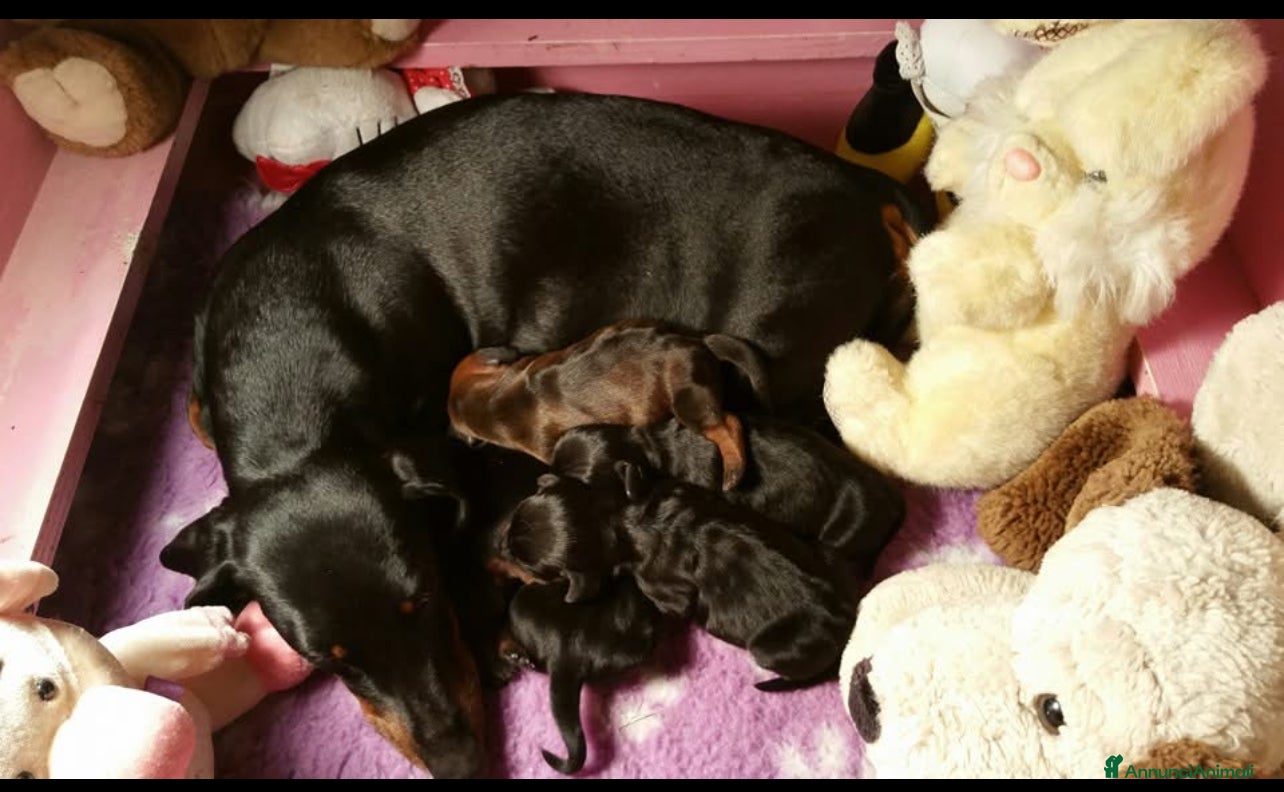 Bassotto cani in vendita: Cuccioli bassotto tedesco kaninchen e nano - Annuncio 1