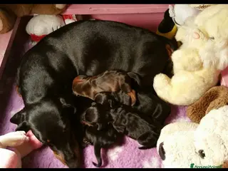 Bassotto cani in vendita: Cuccioli bassotto tedesco kaninchen e nano - Annuncio 4