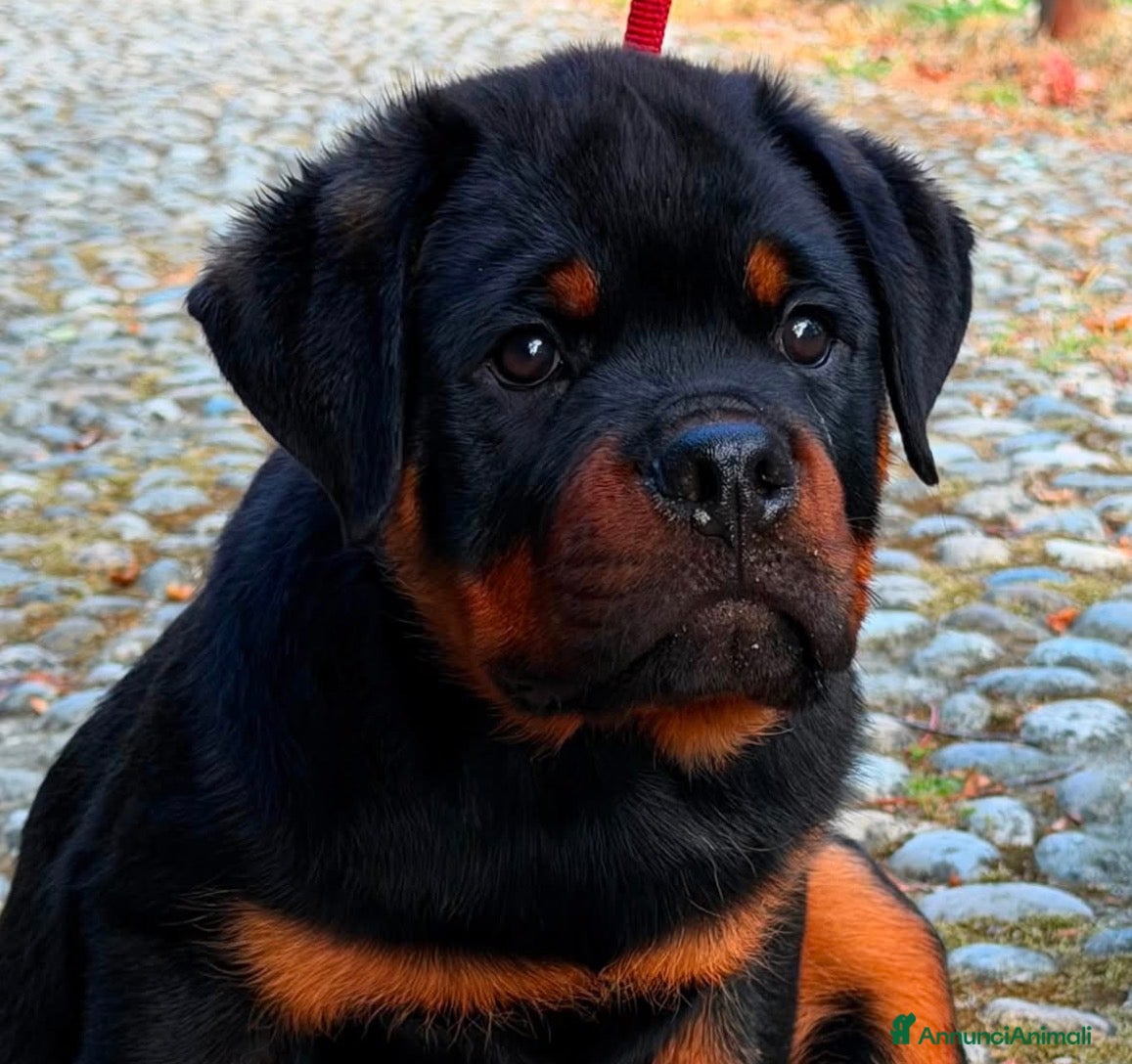 Rottweiler cani Femmina rottweiler pedigree e pagamenti agevolati  - Annuncio 4