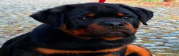 Rottweiler cani in vendita: Femmina rottweiler pedigree e pagamenti agevolati  - Annuncio 1