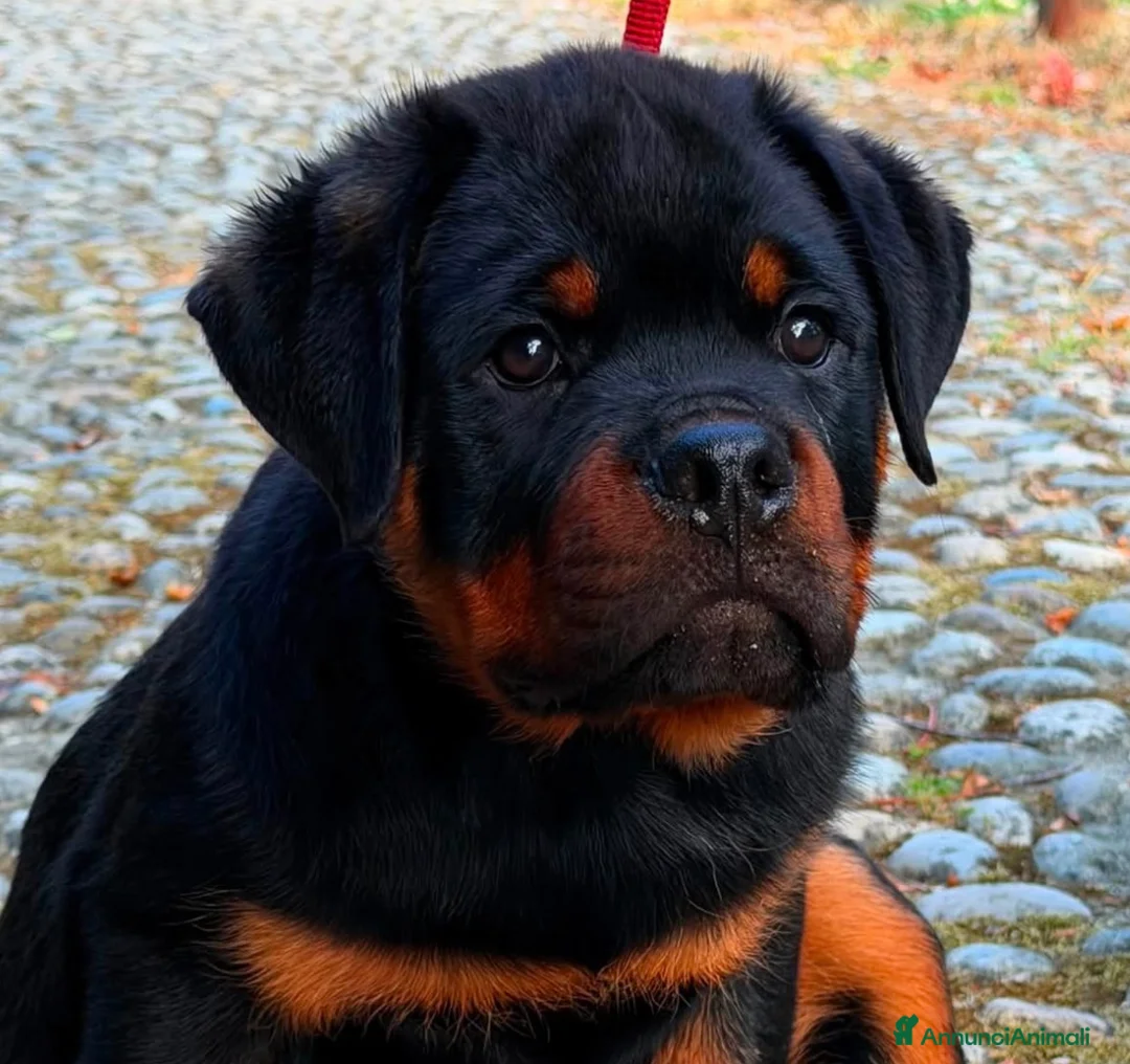 Rottweiler cani in vendita: Femmina rottweiler pedigree e pagamenti agevolati  - Annuncio 1