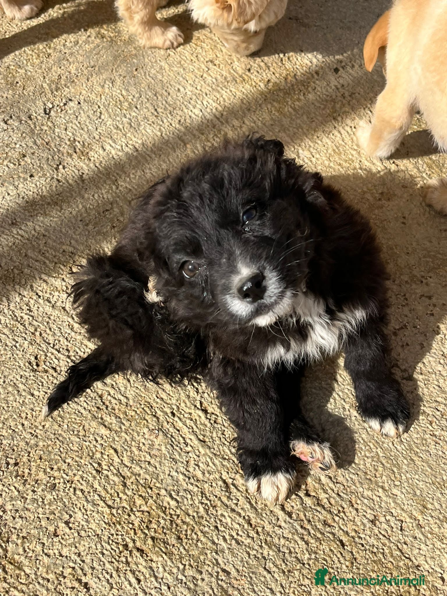 Altre razze cani CARLO BART FIORE NEVE - Annuncio 2