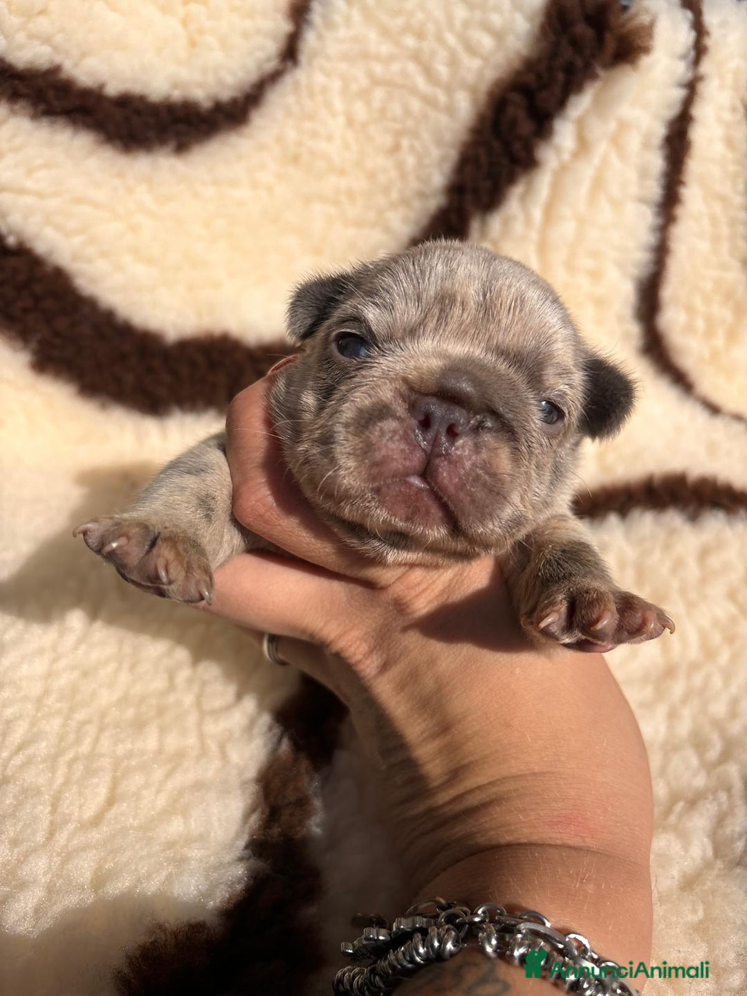 Bulldog Francese cani in vendita: Bulldog francese  - Annuncio 2