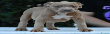 American Bully 5
