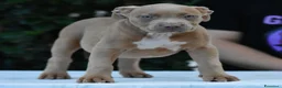 American Bully cani in vendita: American Bully XL. - Annuncio 5