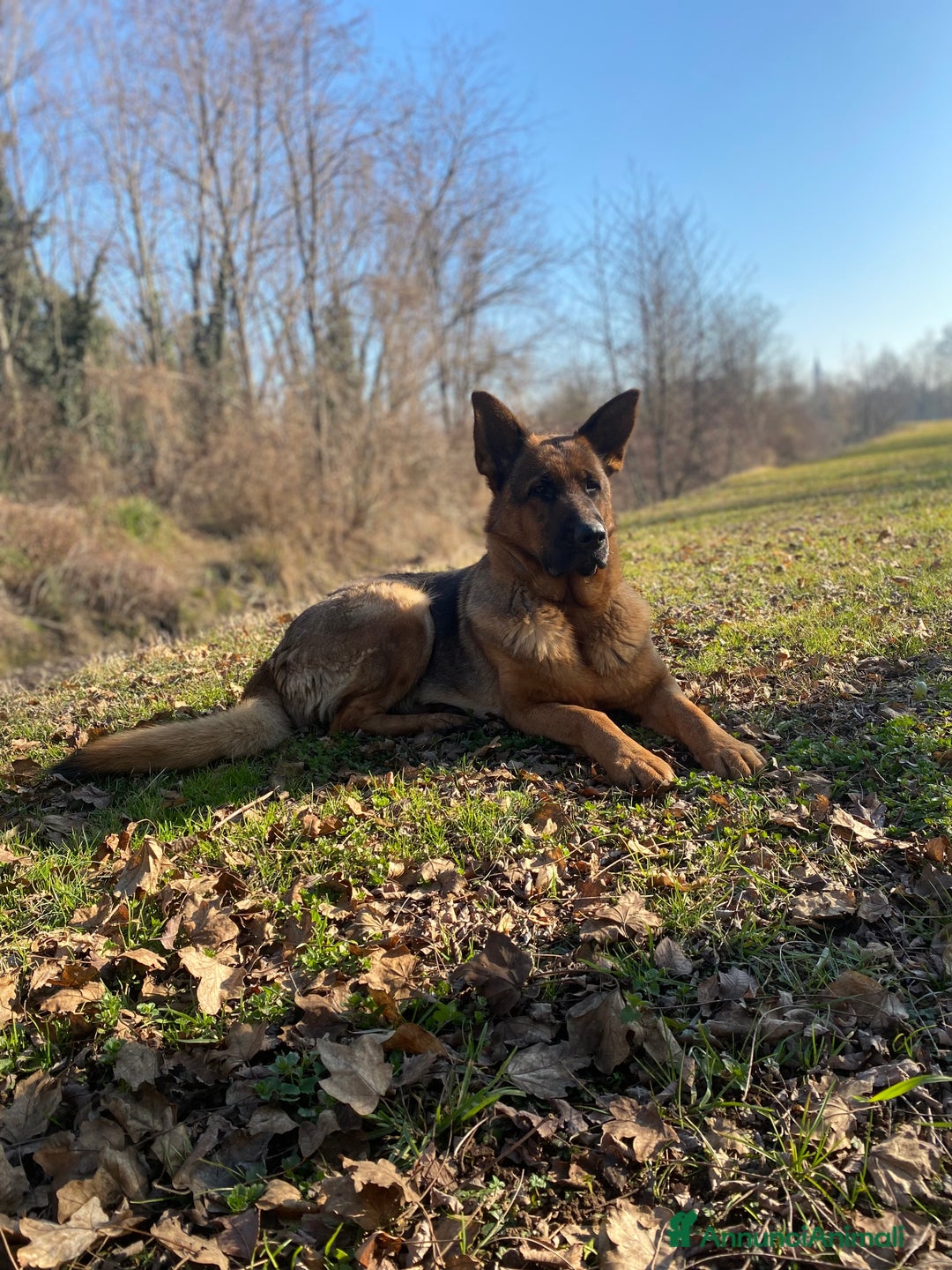 Pastore Tedesco cani in vendita: Cuccioli di Pastore Tedesco - Annuncio 1