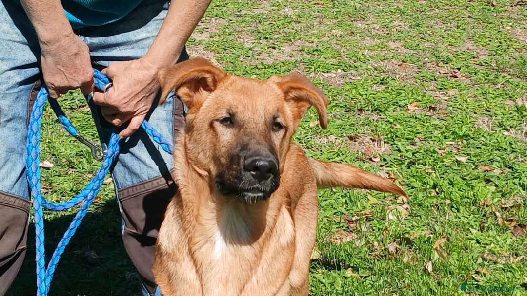 Meticcio cani in regalo: LO SPLENDIDO AKI STA CERCANDO LA SUA CASA - Annuncio 1