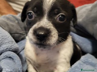 Meticcio cani Vendo - Annuncio 1