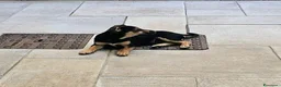 Meticcio cani in regalo: 🐾 Regalo Cucciolo Meticcio – Taglia Piccola 🐾 a Provincia di Treviso - Annuncio 4