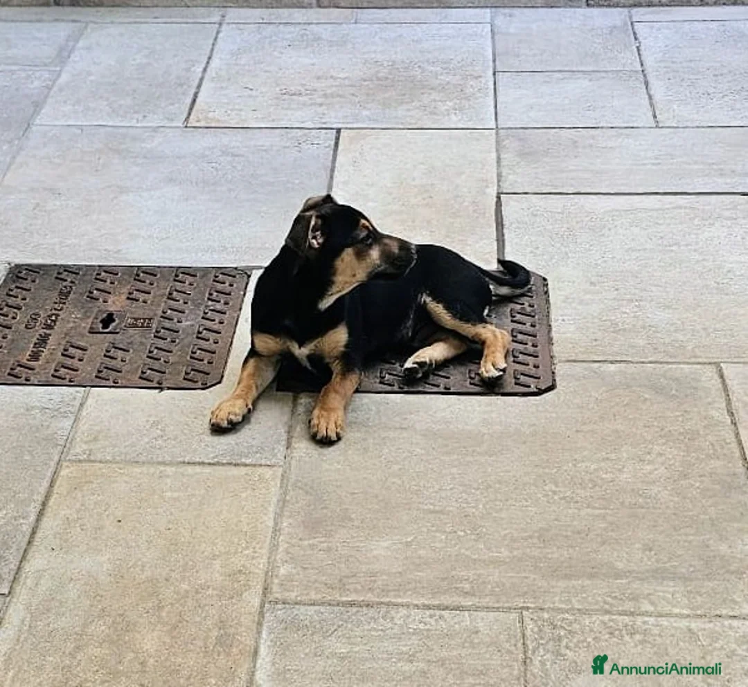 Meticcio cani in regalo: 🐾 Regalo Cucciolo Meticcio – Taglia Piccola 🐾 a Provincia di Treviso - Annuncio 4