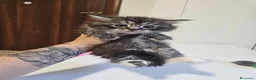 Siberiano gatti in vendita: Gattini siberiani ipoallergenici  - Annuncio 17