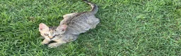 Meticcio gatti in regalo: GATTI ADULTI E GATTINI PICCOLI a Provincia di Piacenza - Annuncio 11