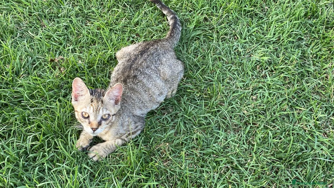 Meticcio gatti in regalo: GATTI ADULTI E GATTINI PICCOLI a Provincia di Piacenza - Annuncio 11