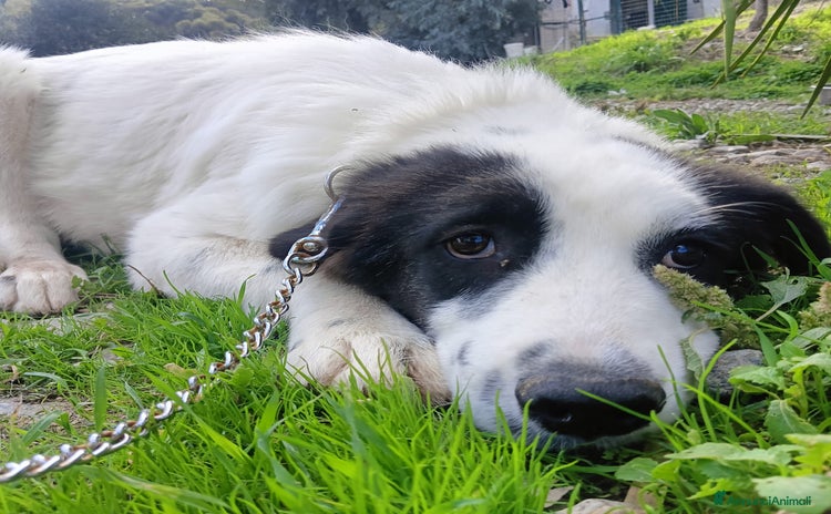 Meticcio cani - Annuncio 17