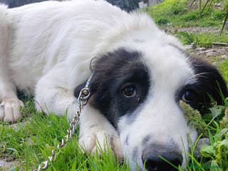 Meticcio cani Mora bella tranquilla dolcissima - Annuncio 28