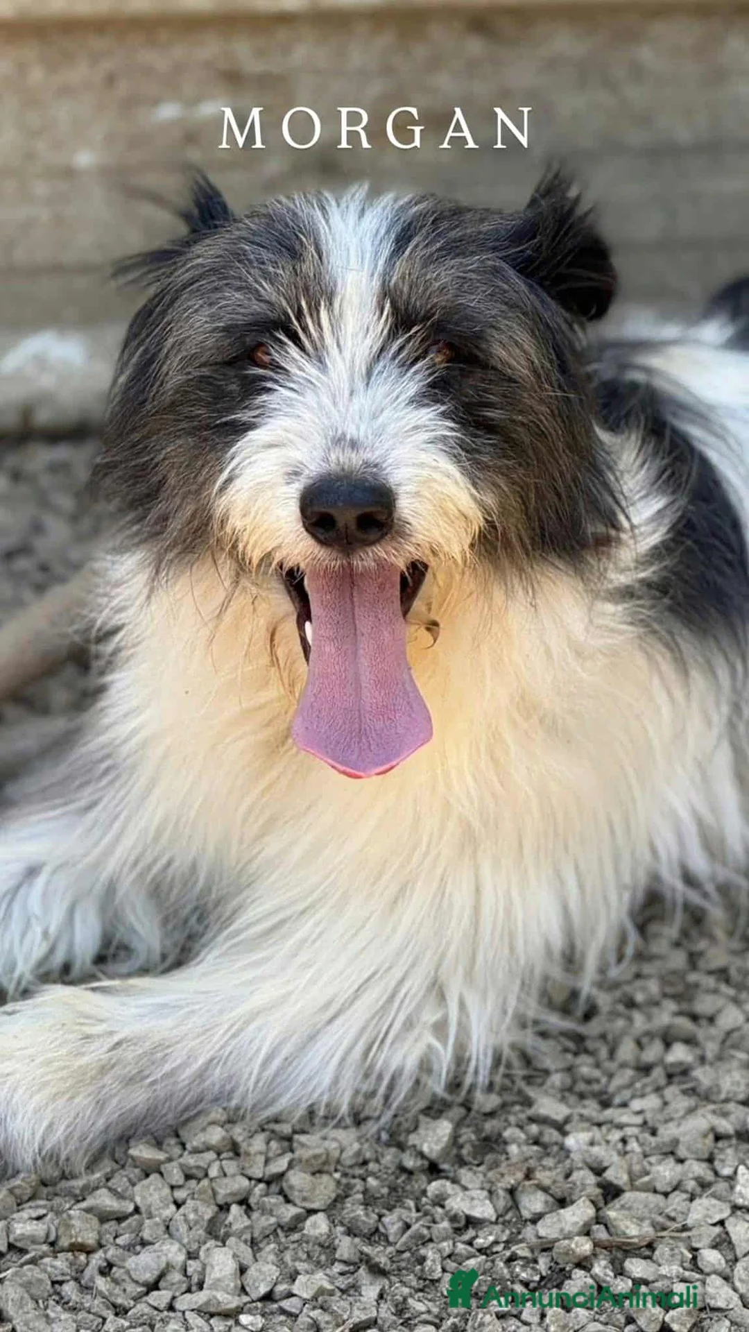 Meticcio cani in regalo: MORGAN, buffissimo cagnolone tutto pelo! - Annuncio 1