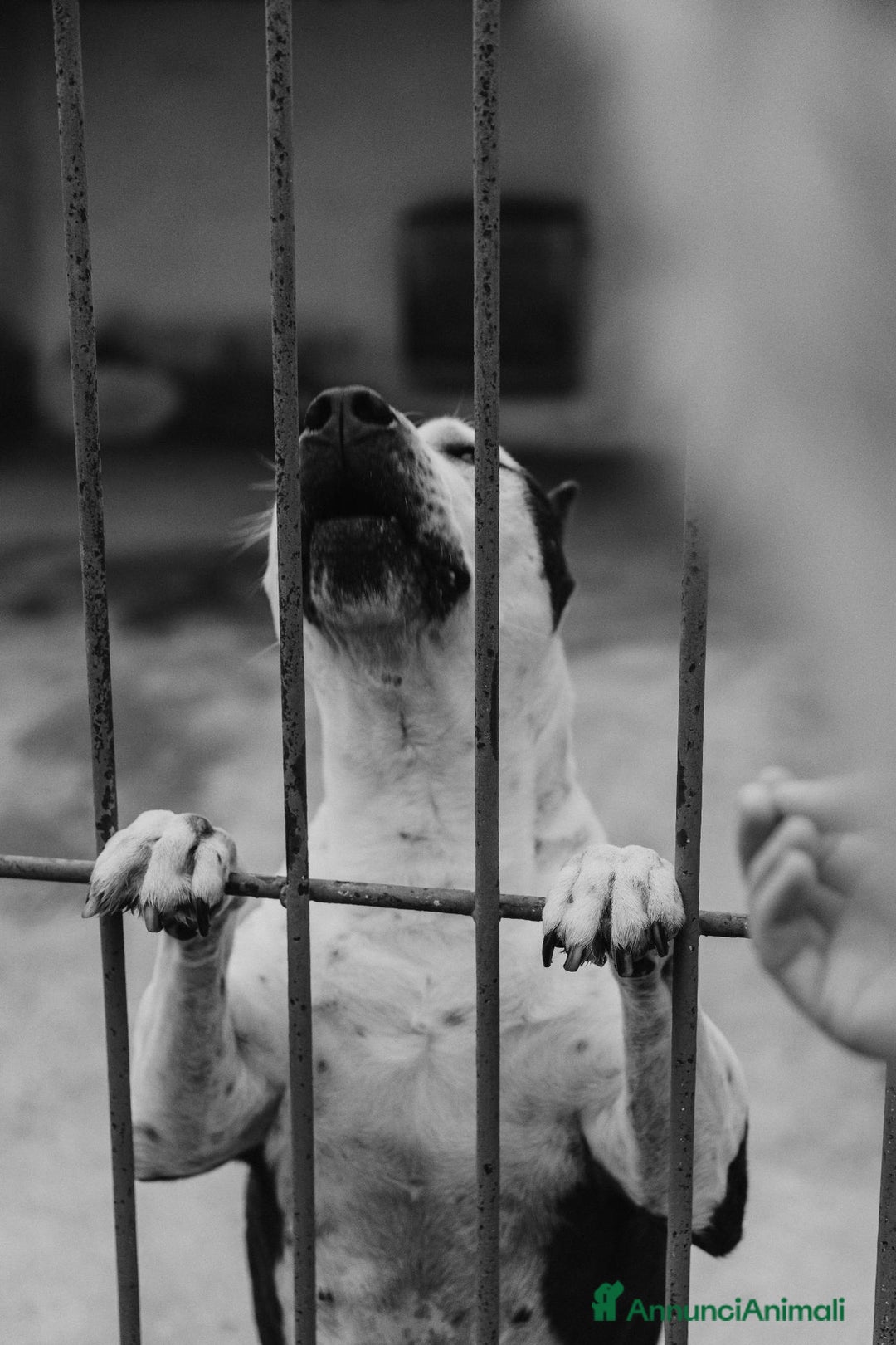 Meticcio cani in regalo: Lo sguardo di Futura chiede solo amore - Annuncio 12