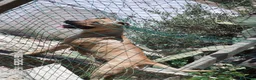 Staffordshire cani in vendita: Cuccioli di Staffordshire Bull Terrier disponibili a Libero consorzio comunale di Agrigento - Annuncio 7