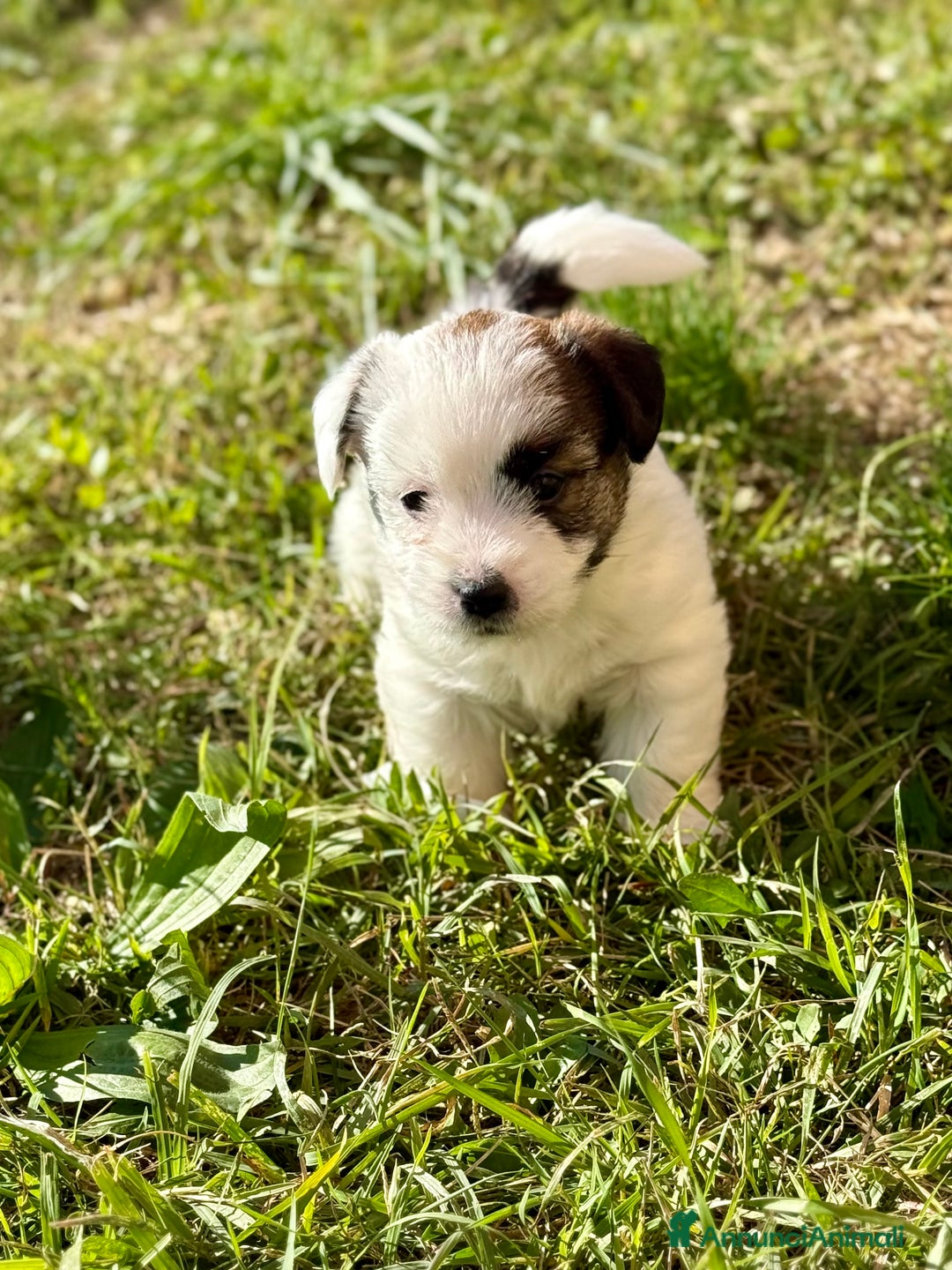 Jack Russell cani in vendita: Jack Russell alta genealogia  - Annuncio 2