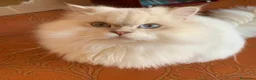 British gatti in vendita: Leonard e Pretty cercano una famiglia insieme  - Annuncio 4
