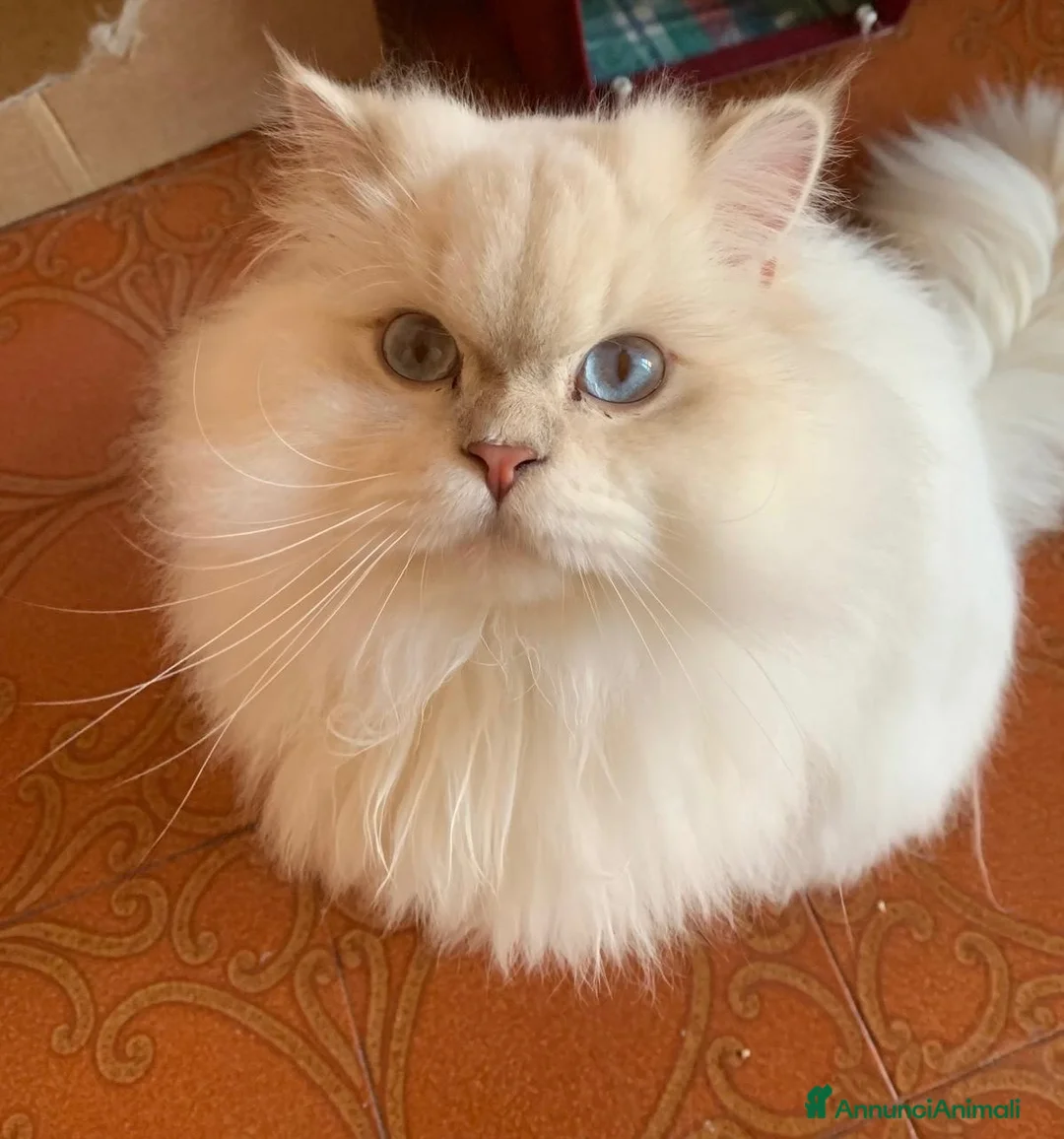 British gatti in vendita: Leonard e Pretty cercano una famiglia insieme  - Annuncio 4