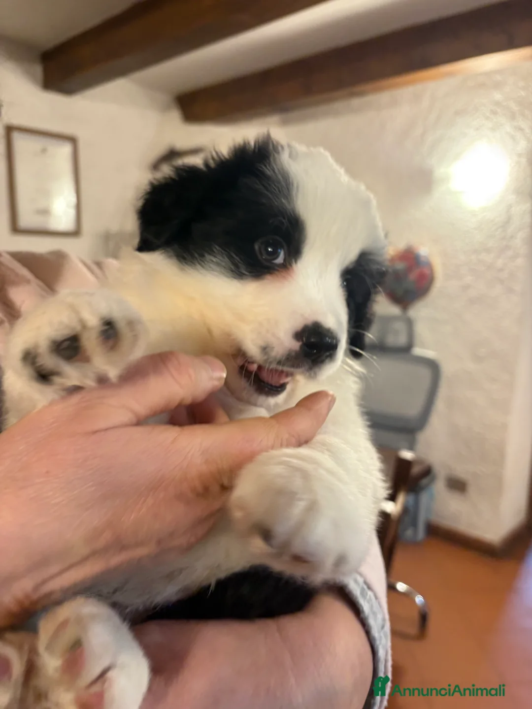 Border Collie cani in vendita: Border collie con pedigree  - Annuncio 5