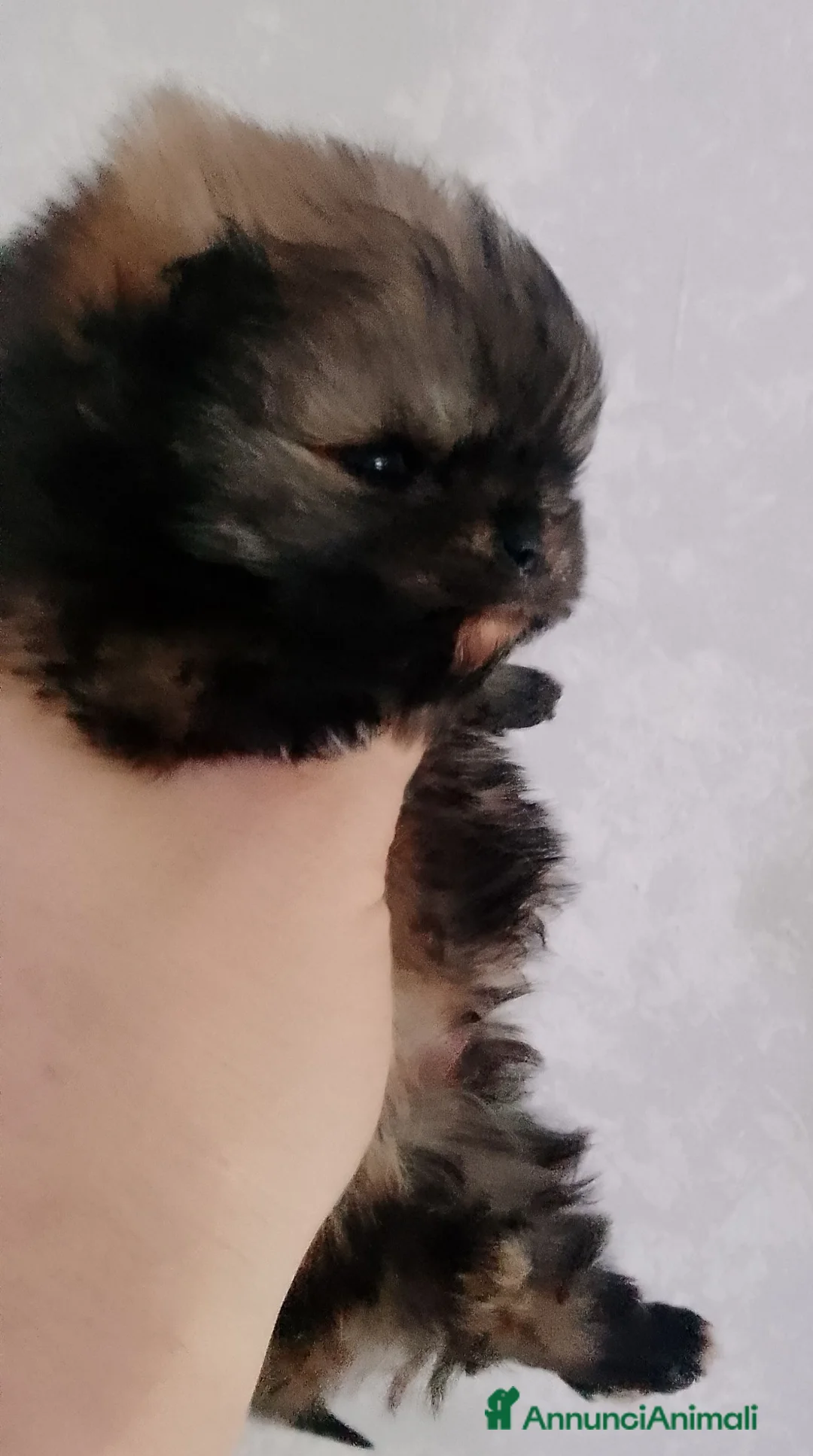 Volpino Pomerania cani in vendita: Volpino Pomerania  - Annuncio 2