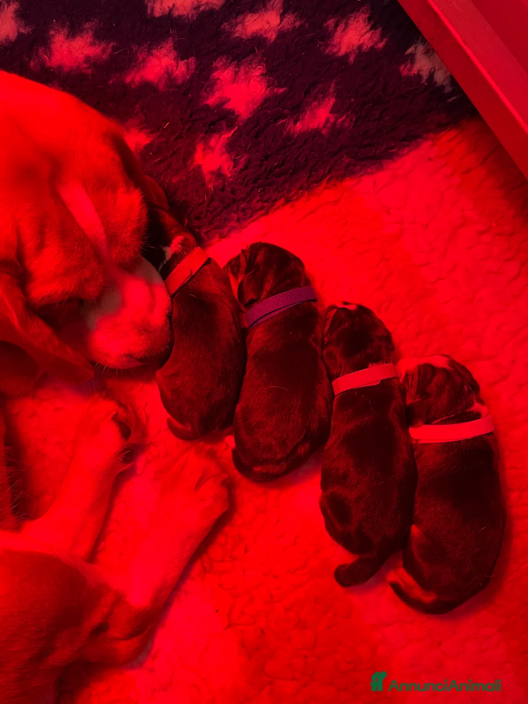 Beagle cani in vendita: Beagle  a Provincia di Latina - Annuncio 2