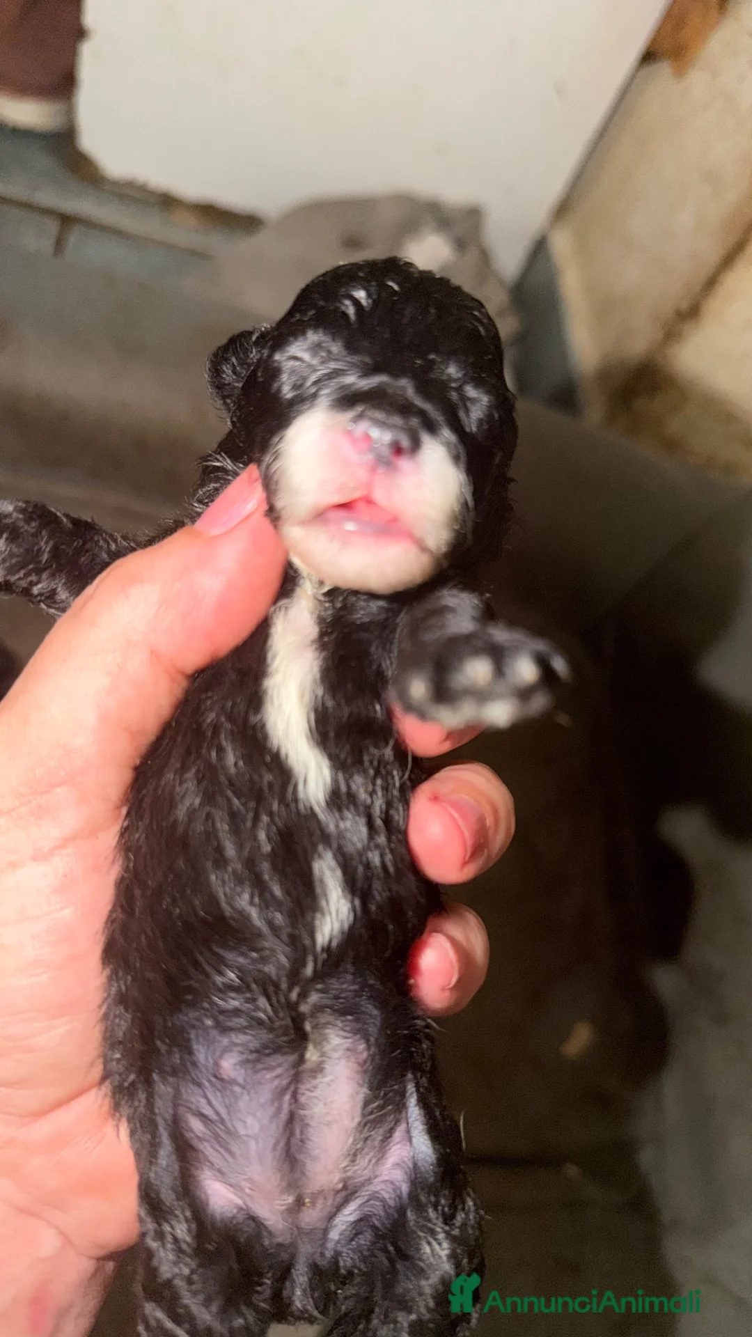Barboncino Toy cani in vendita: Cuccioli di barboncino  a Provincia di Massa e Carrara - Annuncio 10