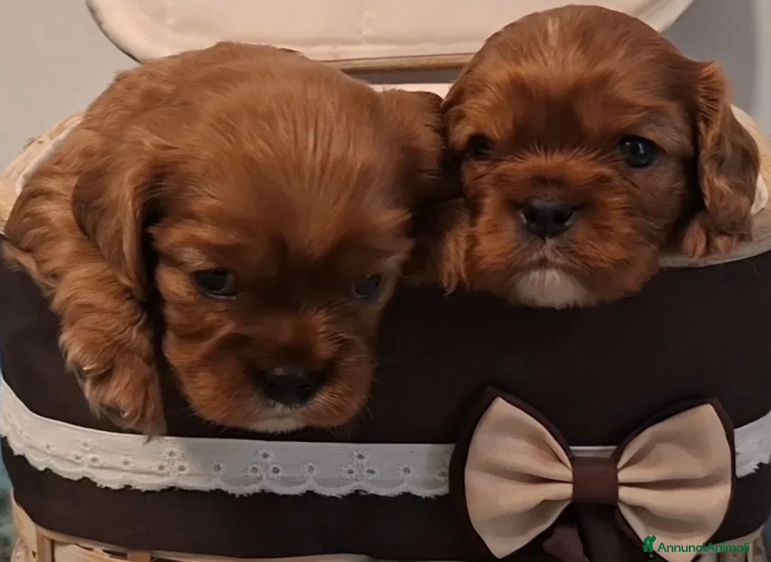 Immagine della galleria {{count}}