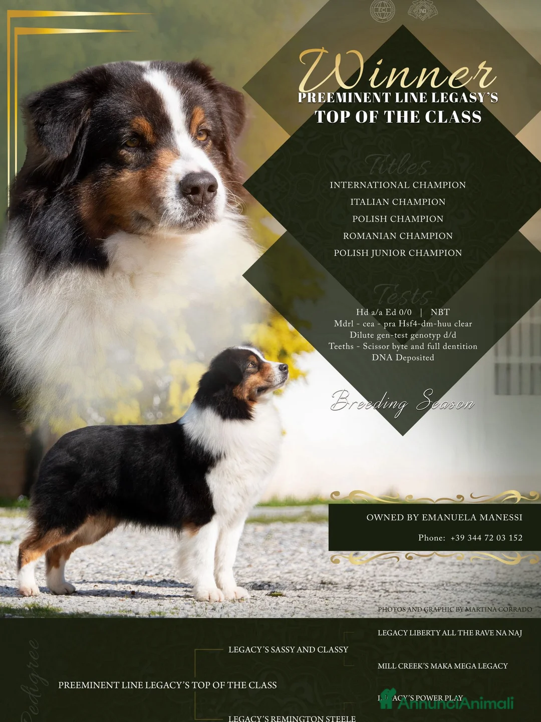 Australian Shepherd cani in vendita: Meravigliosi cuccioli di Pastore Australiano - Annuncio 2