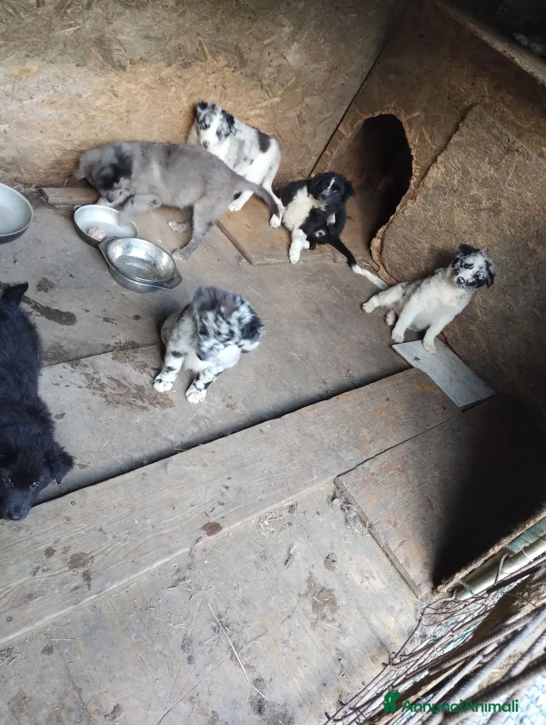 Meticcio cani in vendita: Cuccioli pastore lagorai  - Annuncio 2
