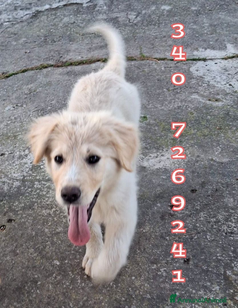 Meticcio cani AURA 🩷 - cucciola mix pastore, nessuno chiama? 😢 - Annuncio 1