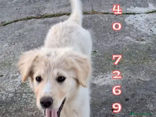 Meticcio cani AURA 🩷 - cucciola mix pastore, nessuno chiama? 😢 - Annuncio 13