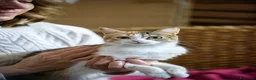 Europeo gatti in regalo: Maggie, abbandonata è pronta ad amare di nuovo  - Annuncio 4
