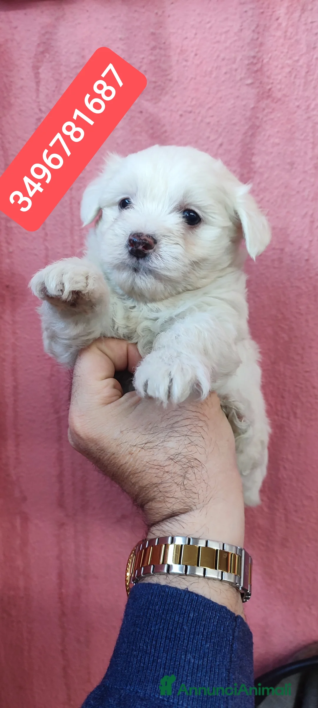 Maltese cani in vendita: MALTESE stupendo batuffolo - Annuncio 1