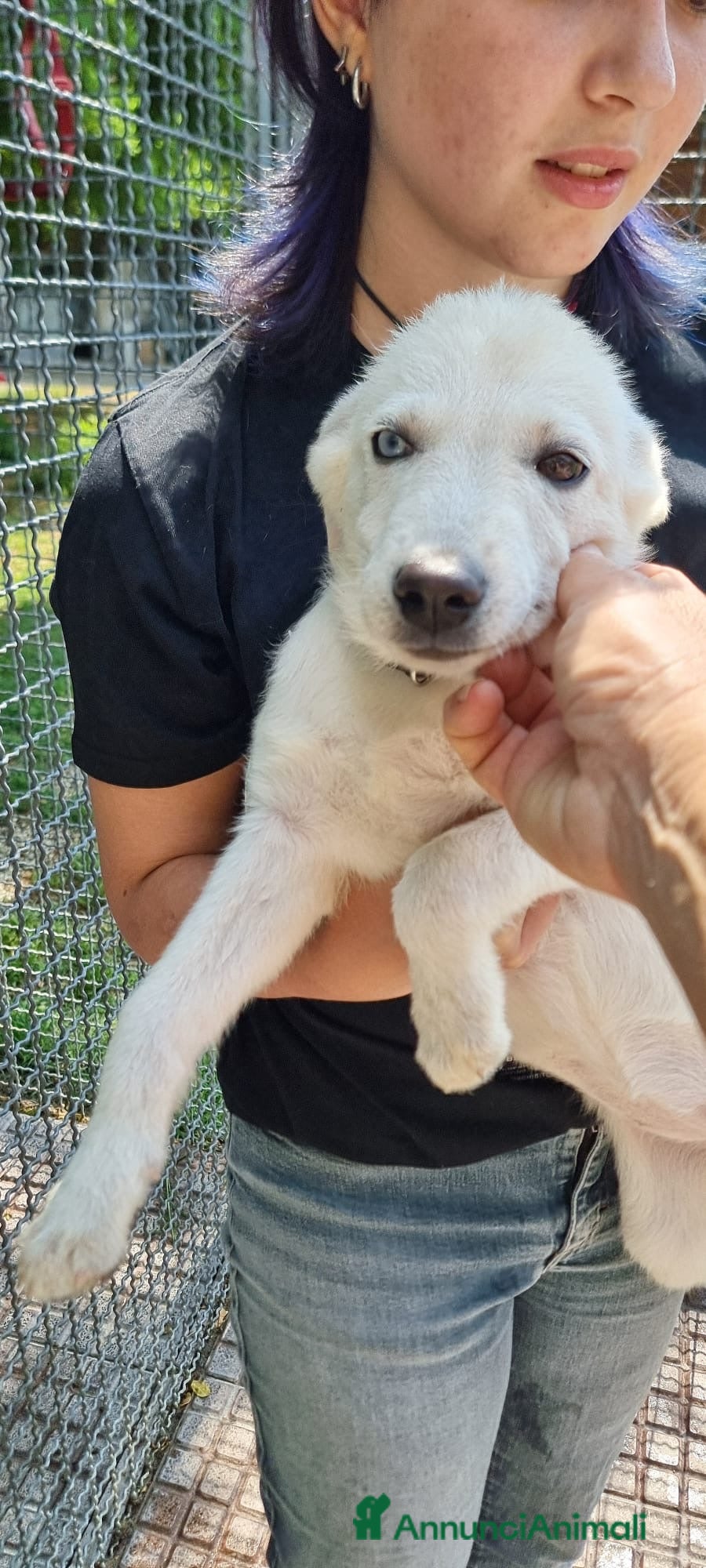 Meticcio cani GARDENIA E ORTENSIA 🩷-due sorelline, mix Labrador - Annuncio 1