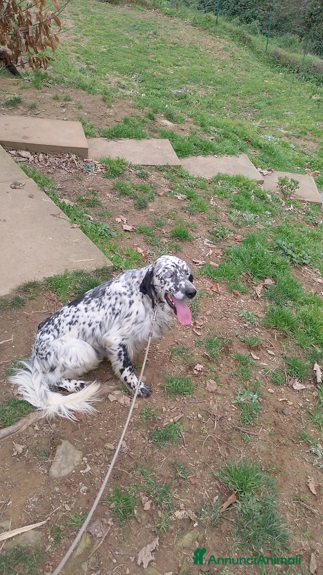 Setter Inglese cani in regalo: Regalo setter inglese maschio  a Città Metropolitana di Genova - Annuncio 2