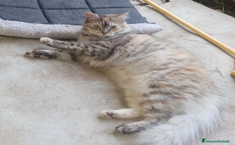 Altre razze gatti - Annuncio 10