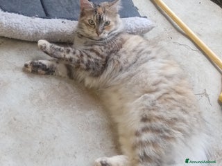 Altre razze gatti in regalo - Annuncio 4