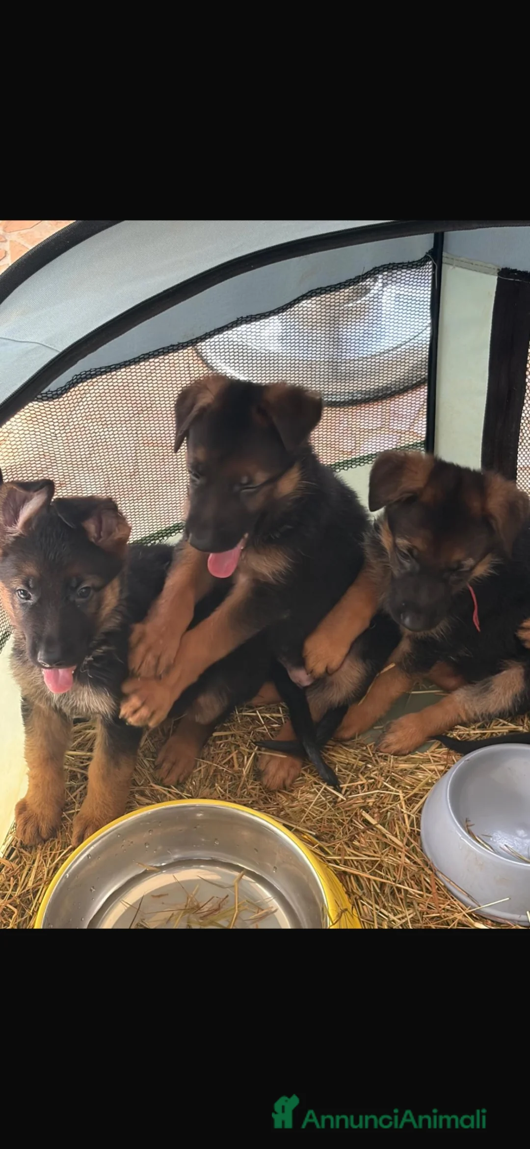 Pastore Tedesco cani in vendita: vendita PASTORI TEDESCHI  - Annuncio 2