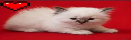Sacro di Birmania gatti in vendita: Cuccioli Sacro di Birmania bellissimi  a Provincia di Lecce - Annuncio 6
