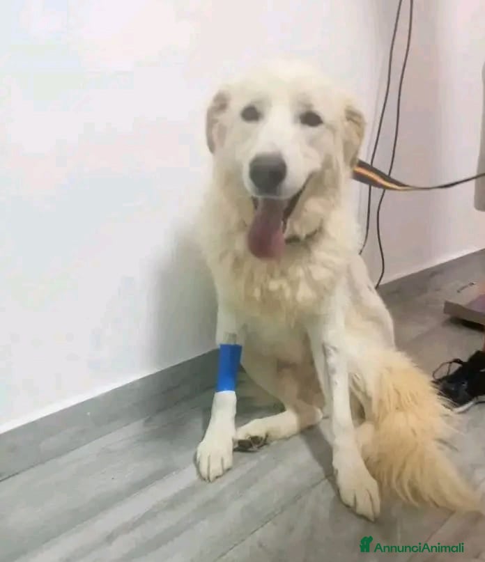 Pastore Maremmano cani Maremmano giovane vive in piccolo spazio.CALABRIA a Città metropolitana di Milano - Annuncio 4