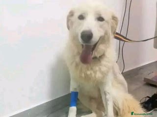 Pastore Maremmano cani Maremmano giovane vive in piccolo spazio.CALABRIA a Città metropolitana di Milano - Annuncio 18