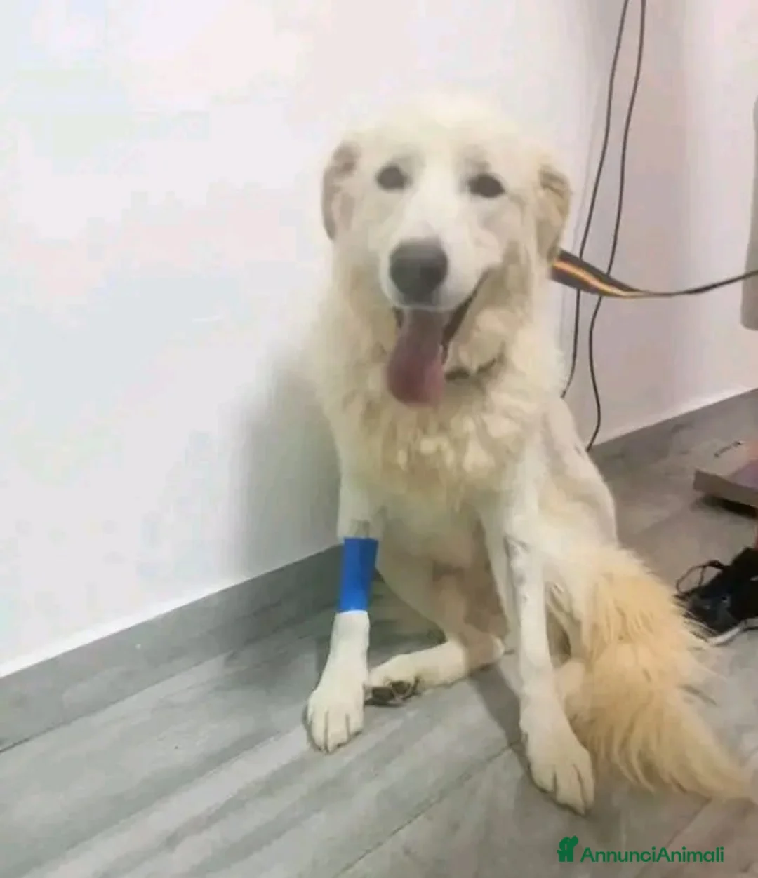 Pastore Maremmano cani in regalo: Maremmano giovane vive in piccolo spazio.CALABRIA a Città metropolitana di Milano - Annuncio 1