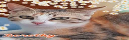 Europeo gatti in regalo: UNA CASA PER LA DOLCISSIMA GATTINA DOROTHY a Città metropolitana di Milano - Annuncio 2