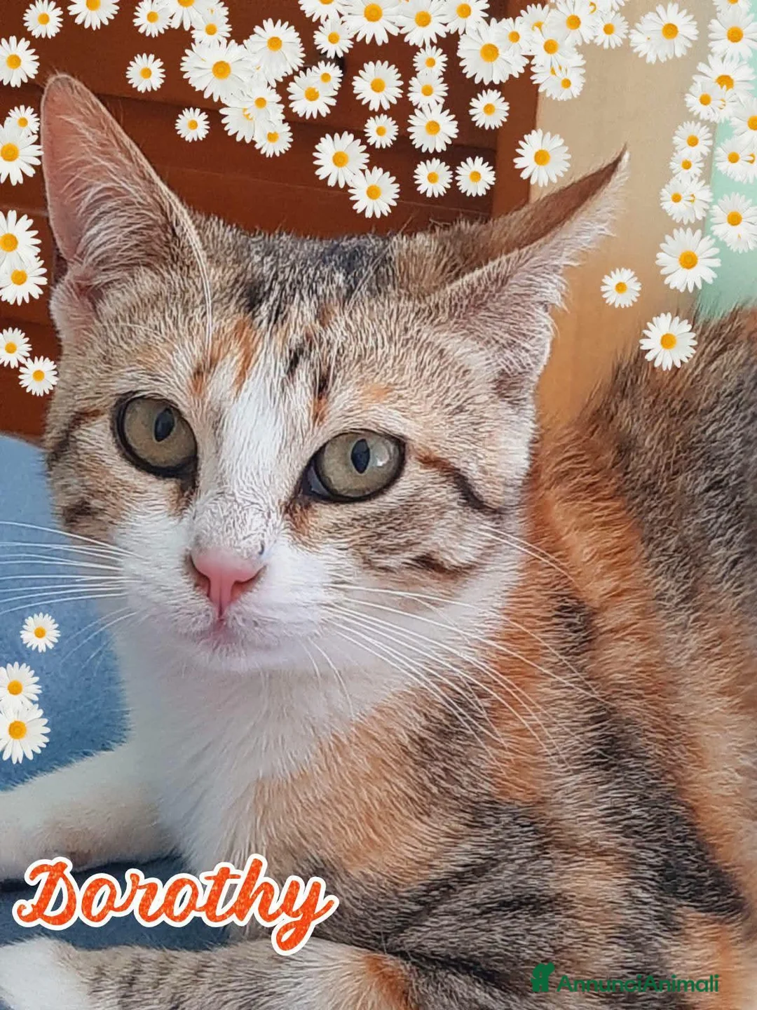 Europeo gatti in regalo: UNA CASA PER LA DOLCISSIMA GATTINA DOROTHY a Città metropolitana di Milano - Annuncio 2